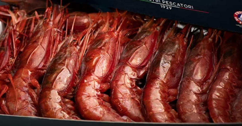 mazara red shrimp from sicily