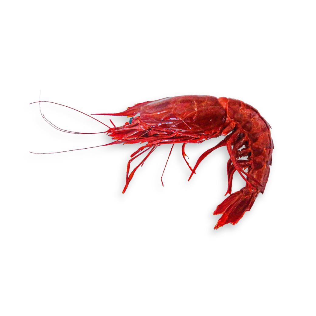 Carabineros Wild Red Prawns (6–7 pcs/kg) | Premium Food Thailand