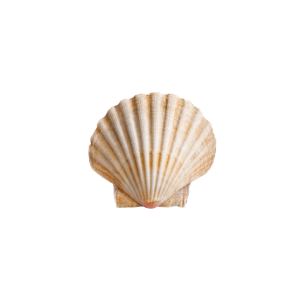 SCALLOP SHELL